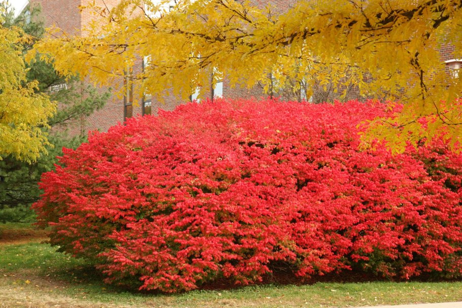 Бересклет Европейский (Euonymus europaeus)
