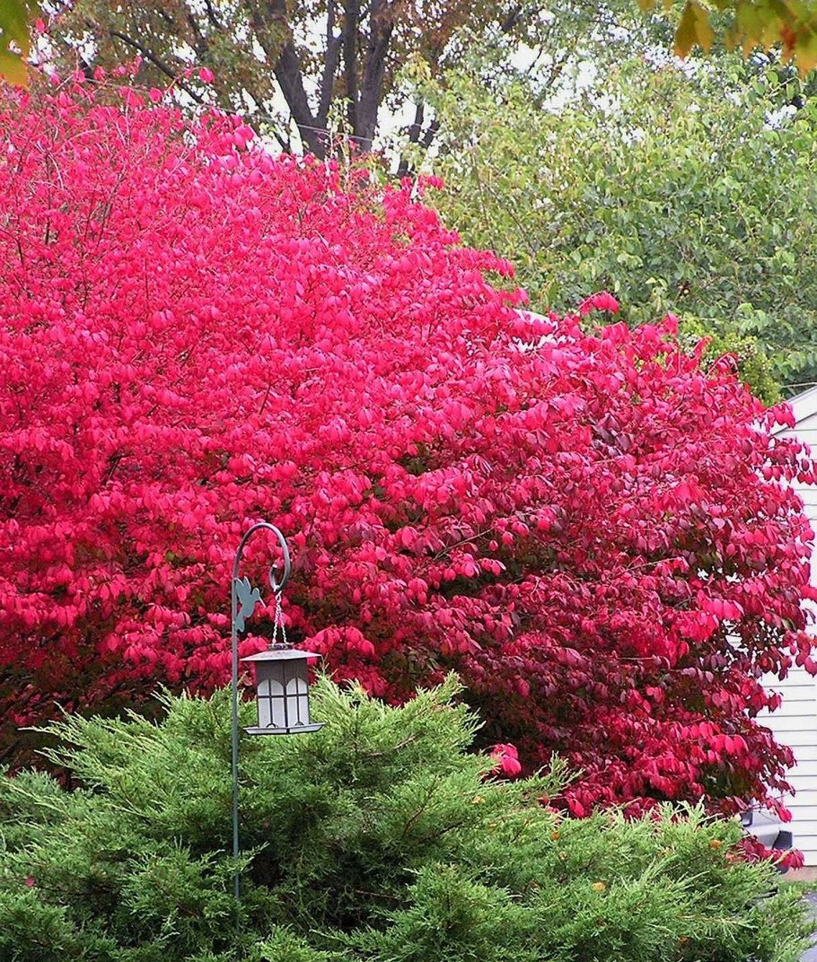 Бересклет гладкокорый