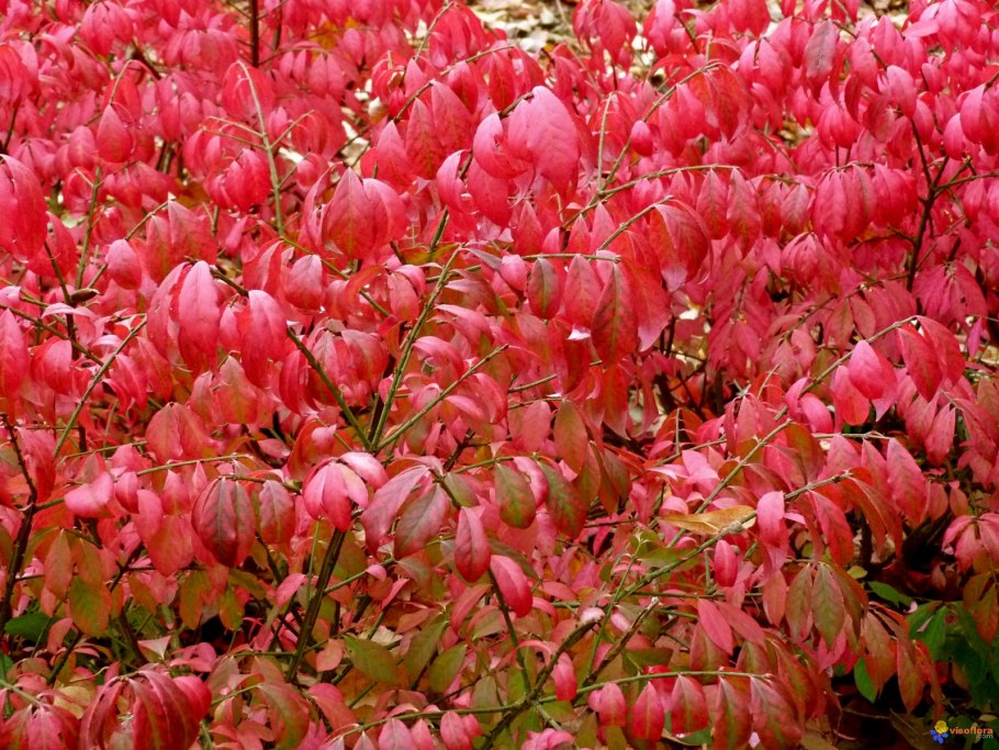 Бересклет крылатый Европейский