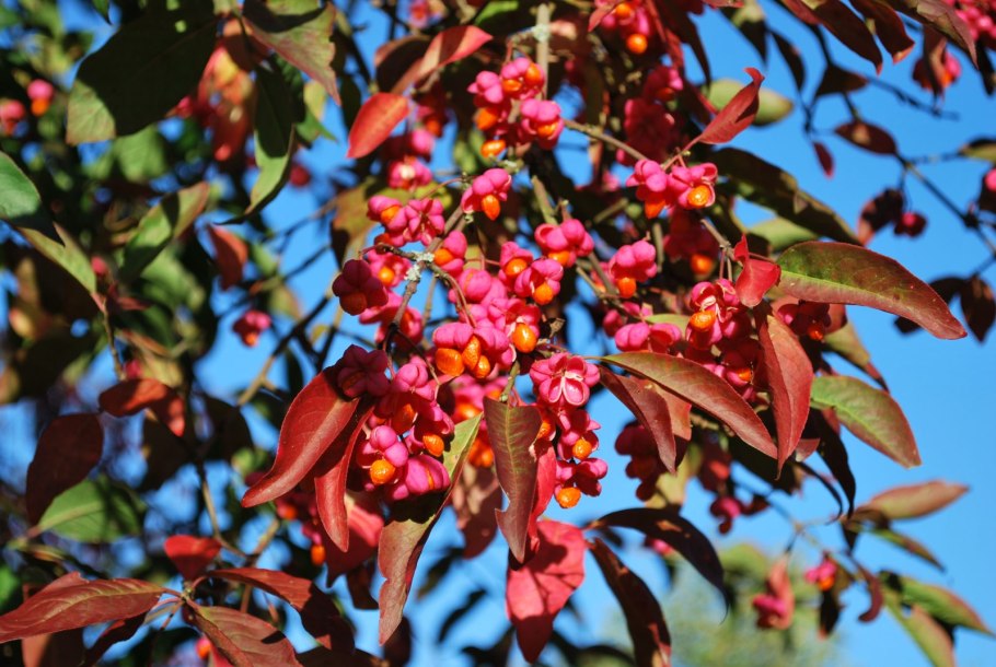 Бересклет Европейский (Euonymus europaeus)