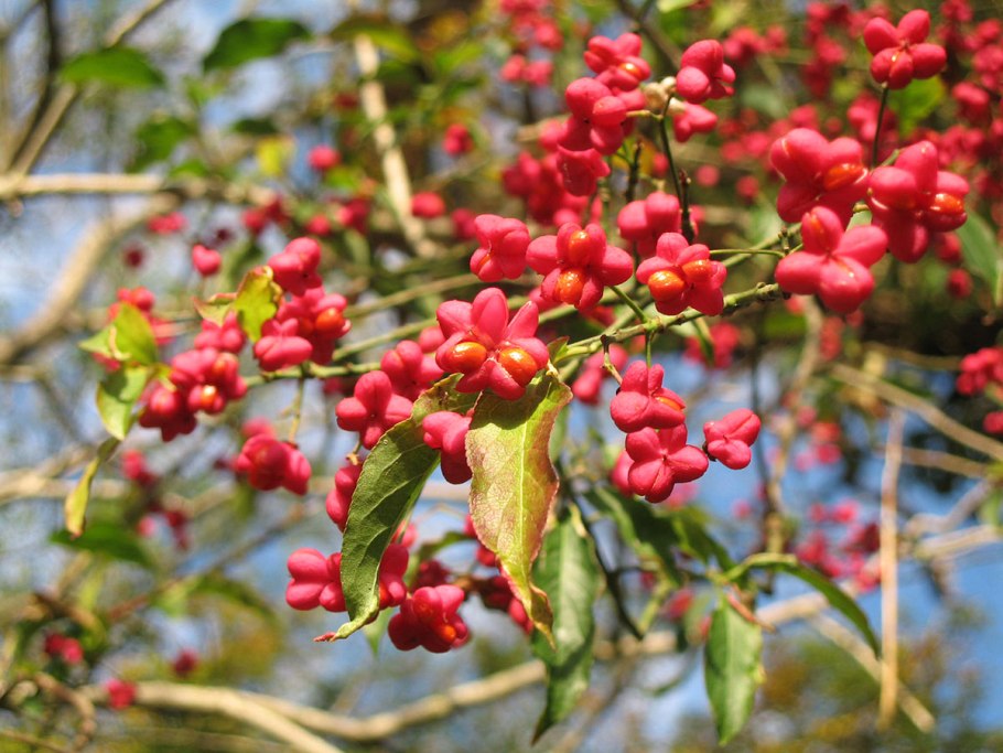 Бересклет крылатый Euonymus alatus