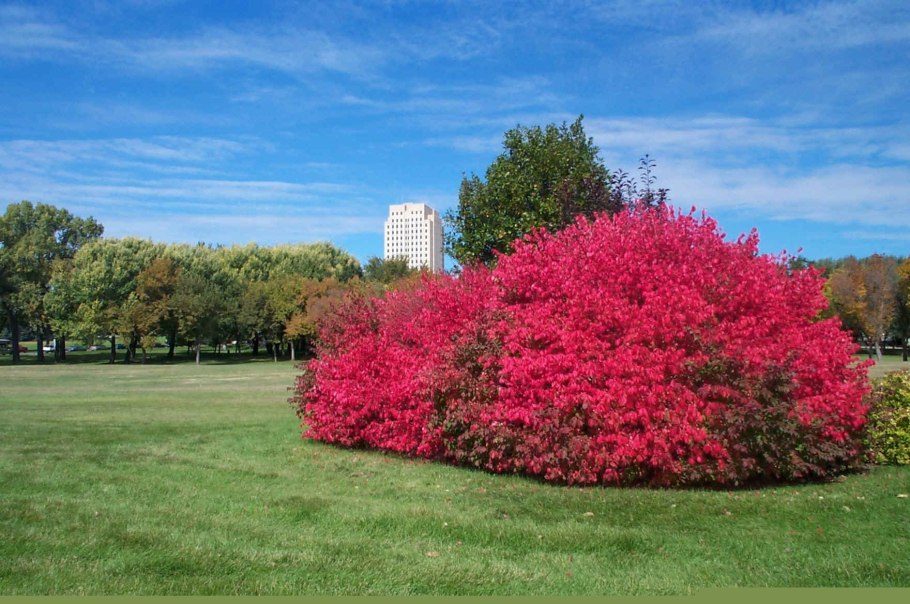 Бересклет ред Каскад