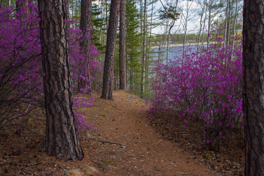 Рододендрон Даурский багульник