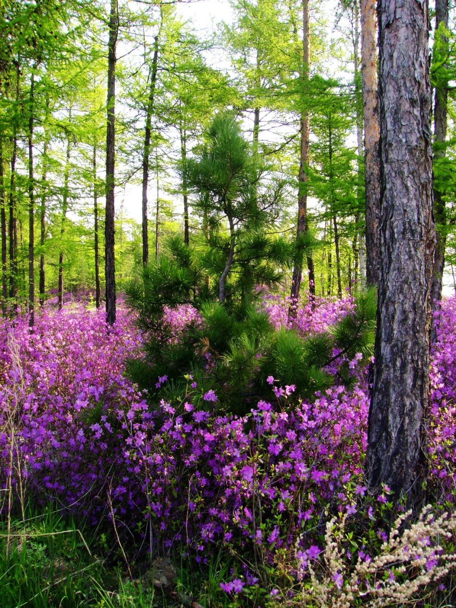 Багульник Сибирский рододендрон Даурский