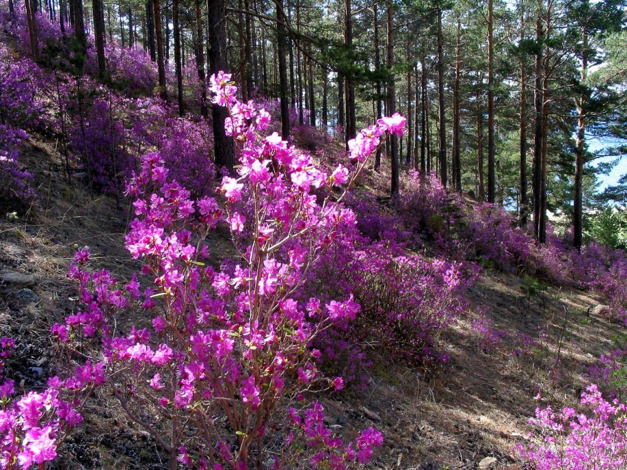 Лес Забайкалья багульник
