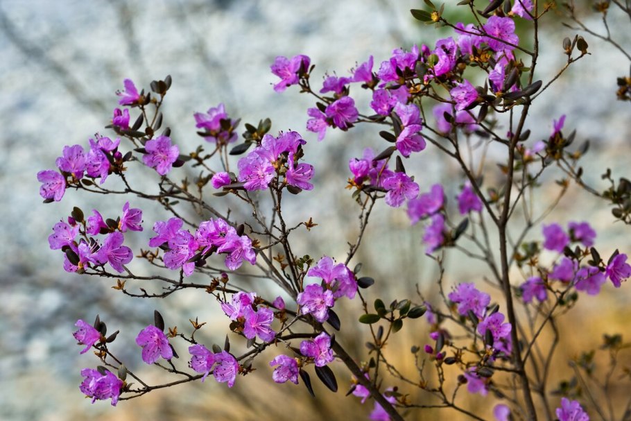 Багульник Улан Удэ