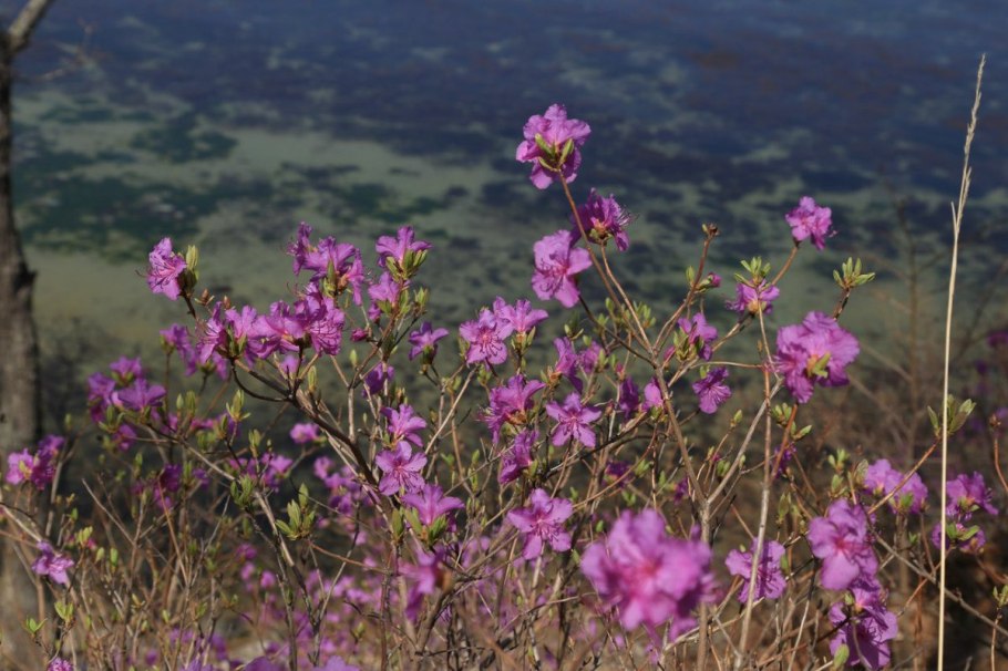 Багульник болотный Ledum palustre
