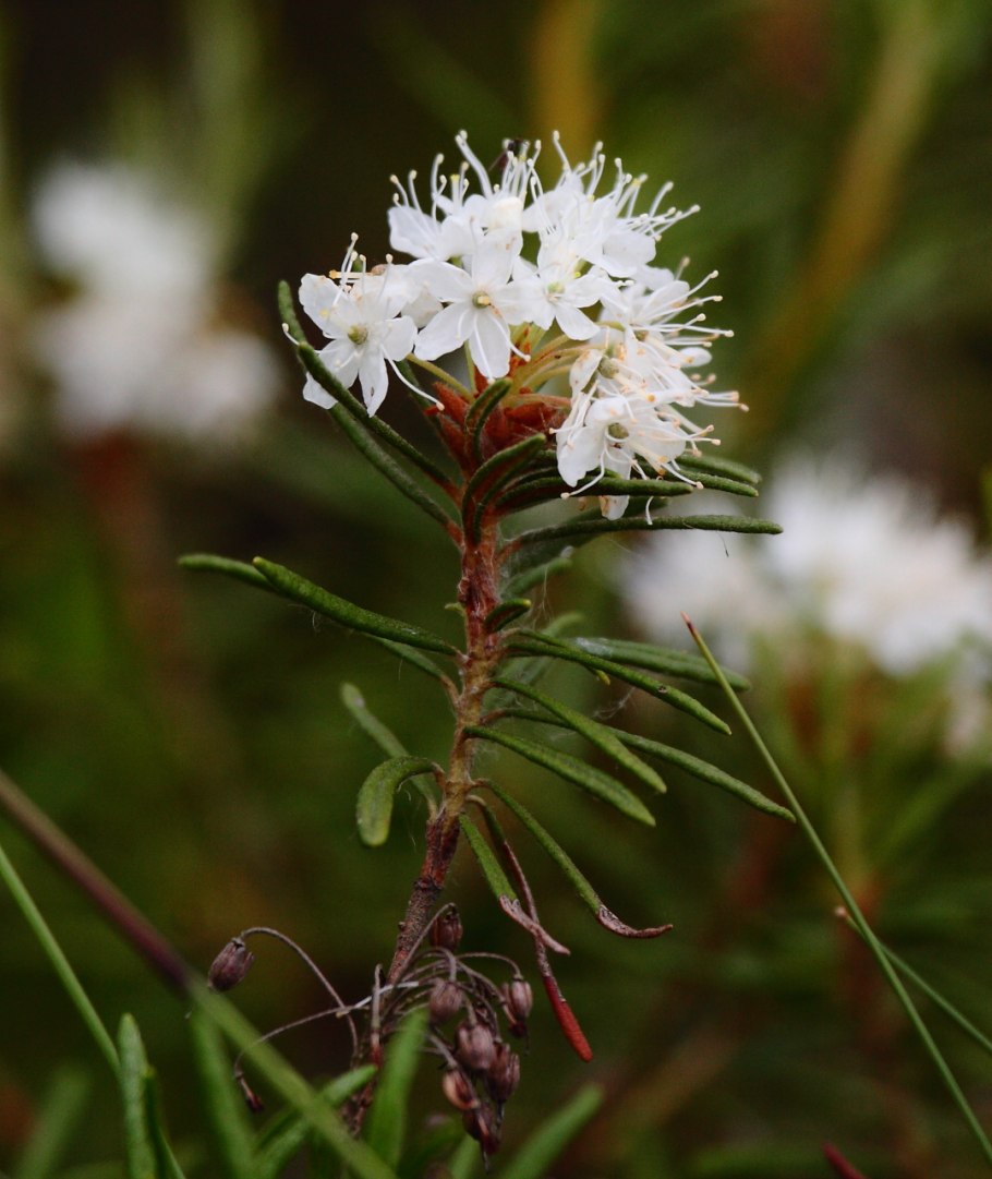 Рододендрон Сибирский