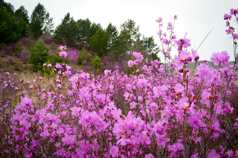 Багульник кустарник