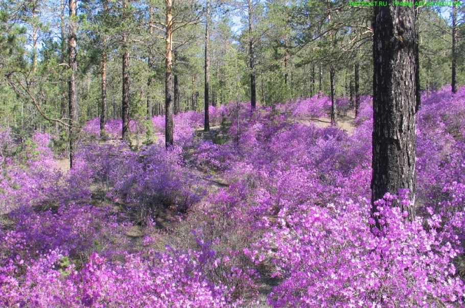 Рододендрон даурский багульник