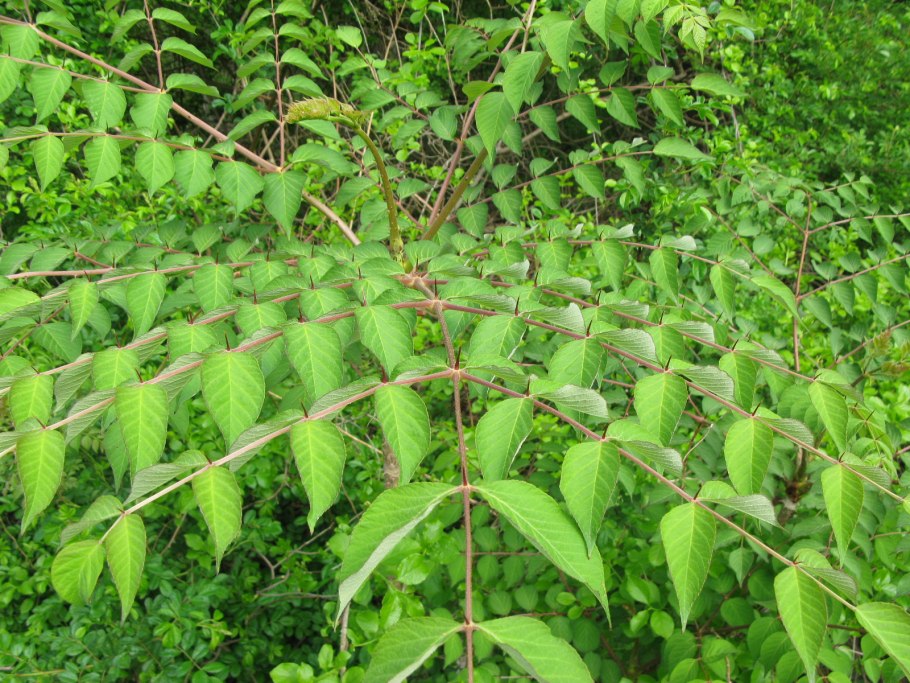 Аралия Спиноза