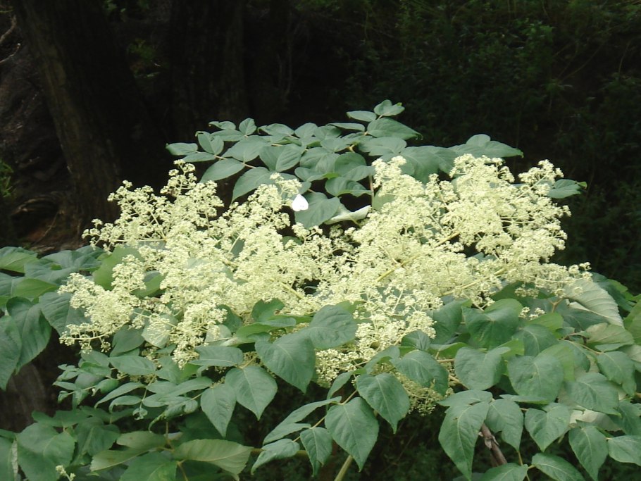 Аралия маньчжурская