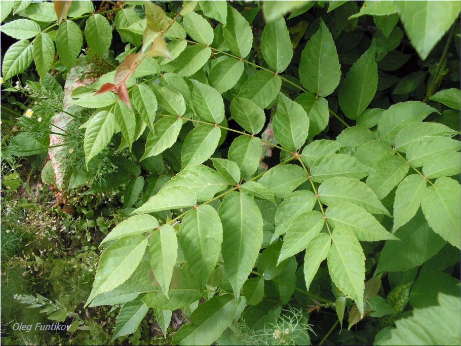 Аралия Геншин