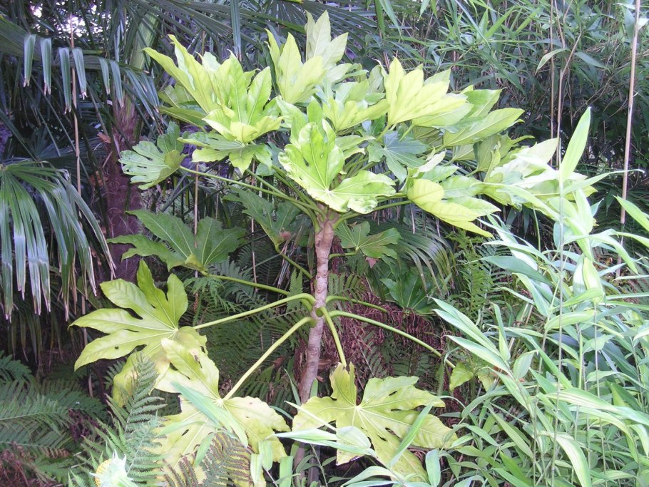 Аралия маньчжурская колючая