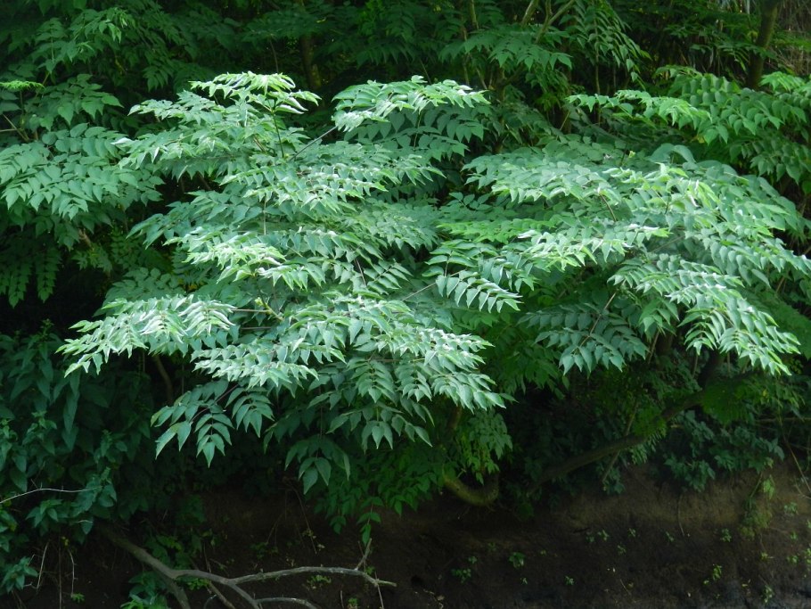 Аралия сердцевидная Aralia cordata