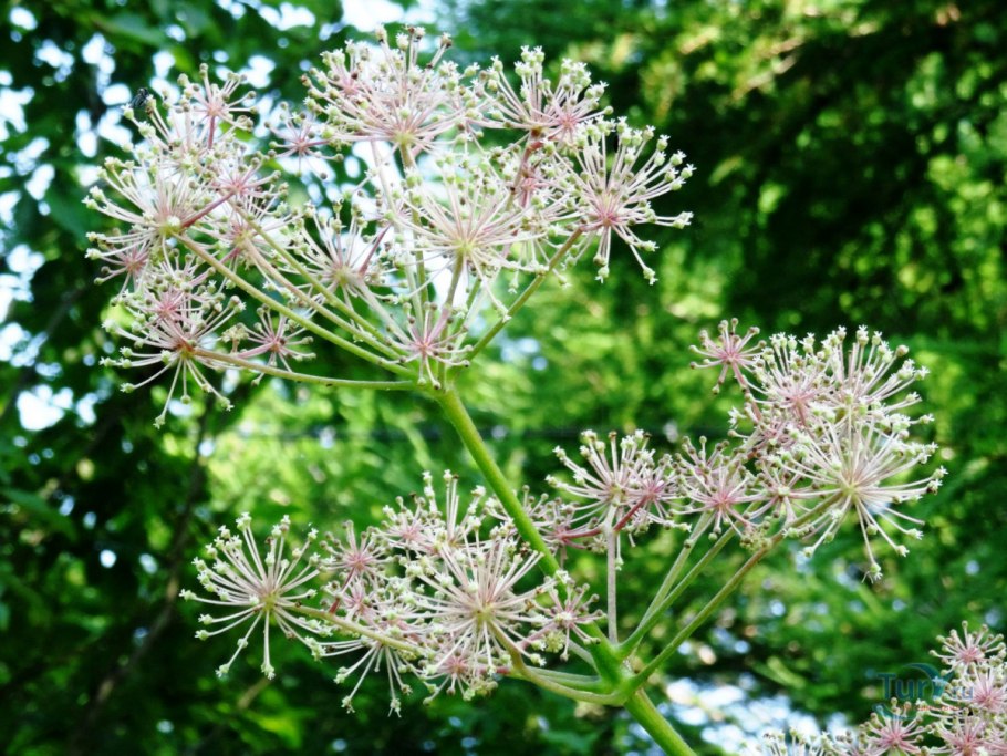 Аралия маньчжурская колючая