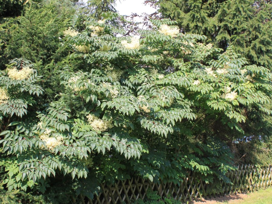 Рябинник рябинолистный sorbaria sorbifolia