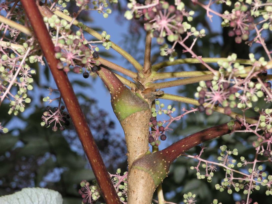 Аралия маньчжурская колючая