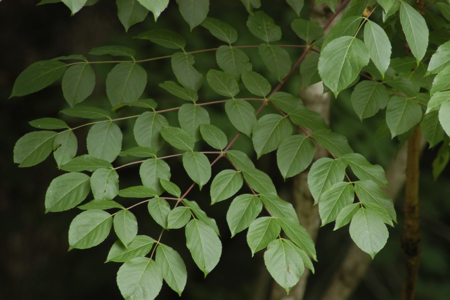 Аралия маньчжурская колючая