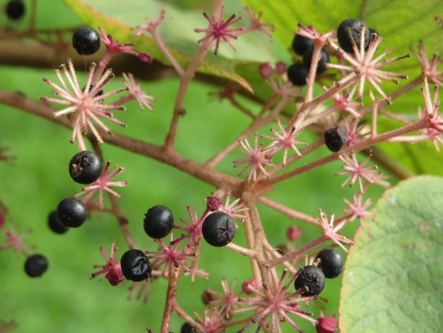 Аралия Кортес