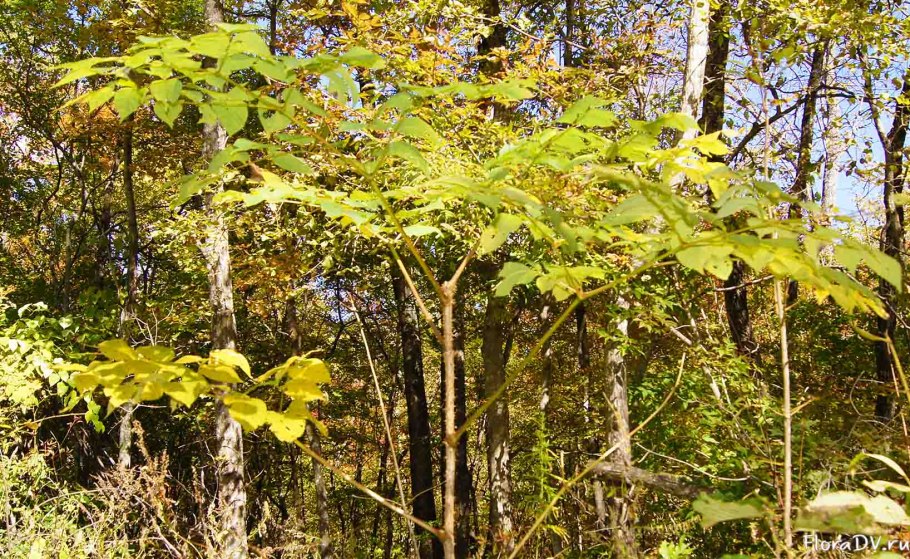 Аралия Калифорнийская