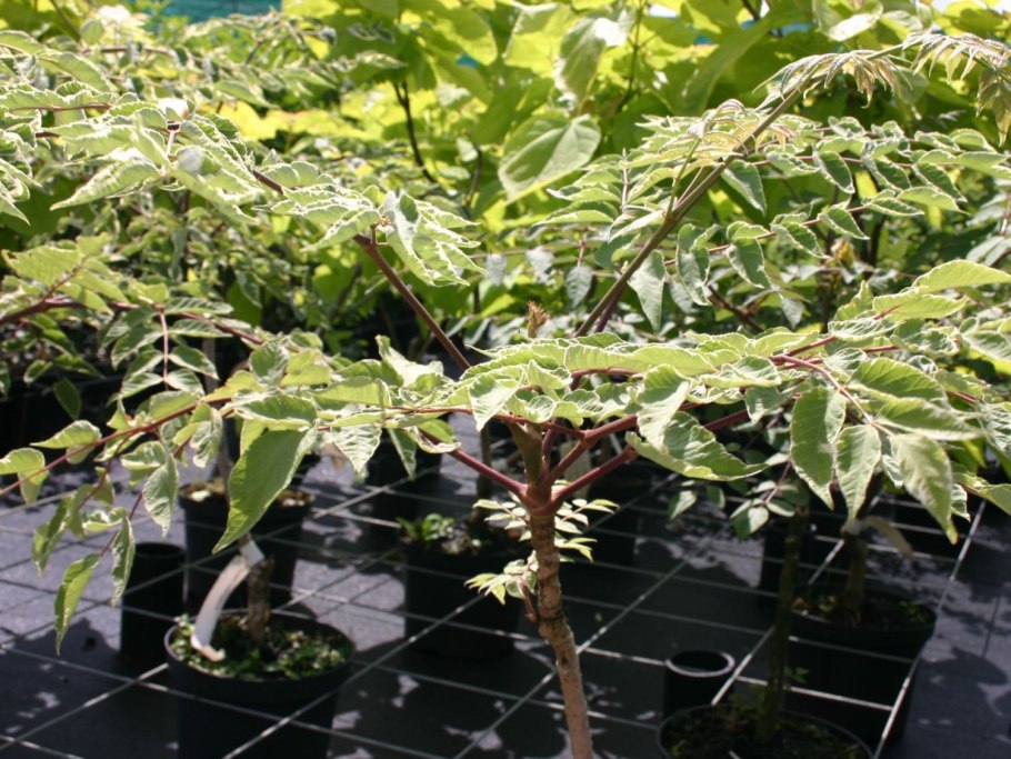 Аралия маньчжурская