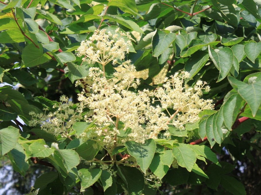 Аралия маньчжурская