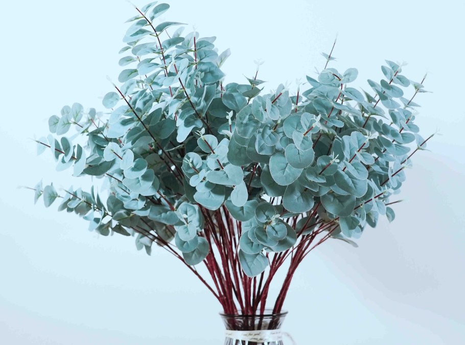 Эвкалипт припудренный Беби Блю