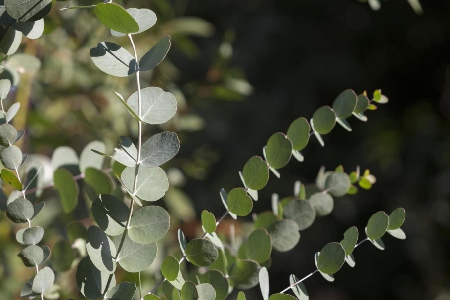 Eucalyptus pulverulenta