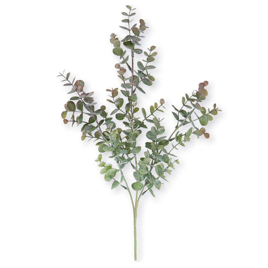 Эвкалипт Смита