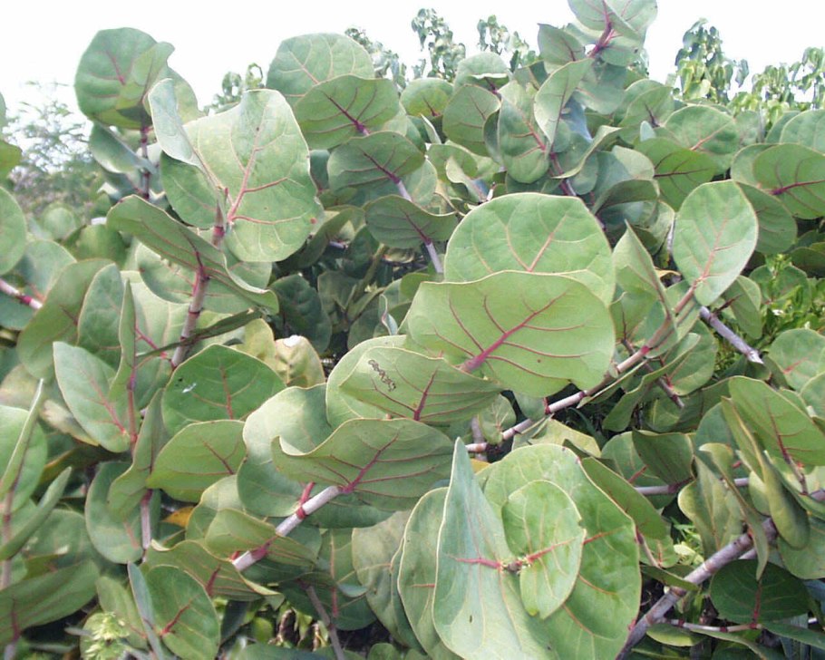 Эвкалипт на белом фоне