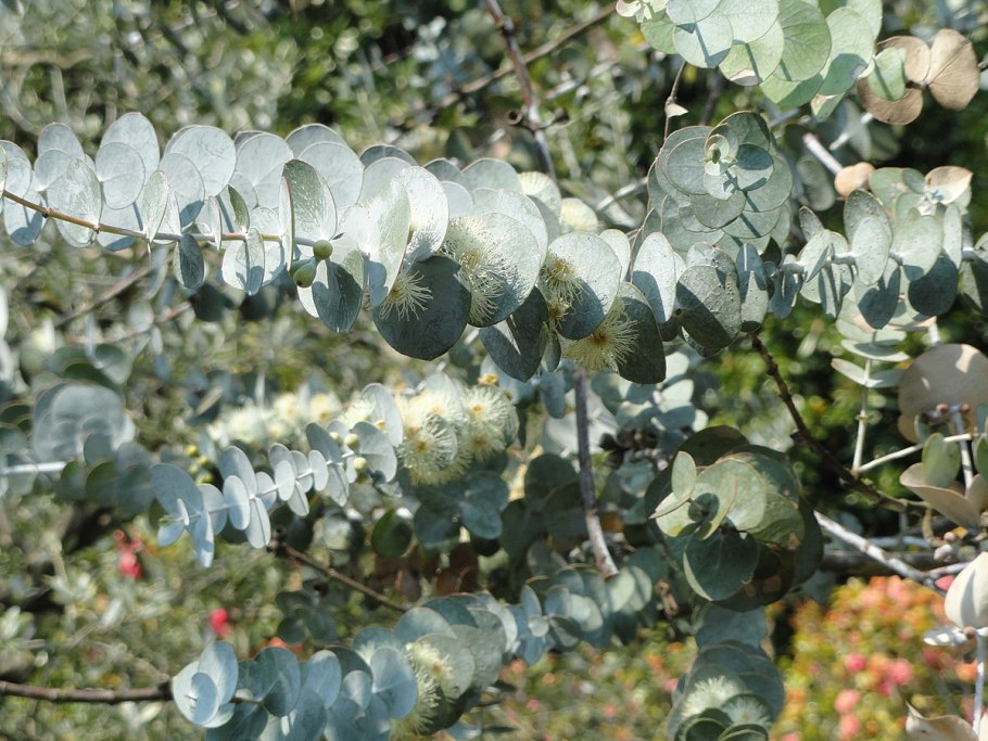 Eucalyptus pulverulenta 'Baby Blue'
