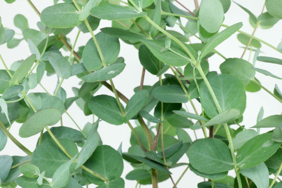 Эвкалипт куст