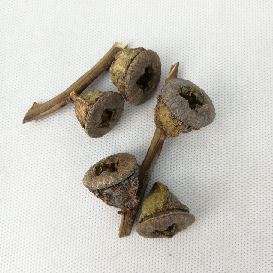 Эвкалипт Пульверулента