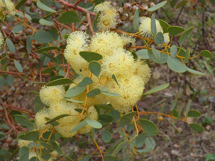 Eucalyptus polyanthemos (эвкалипт)