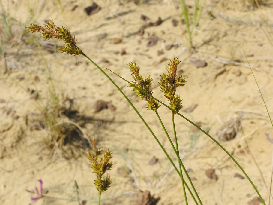 Осока Песчаная (Carex arenaria)