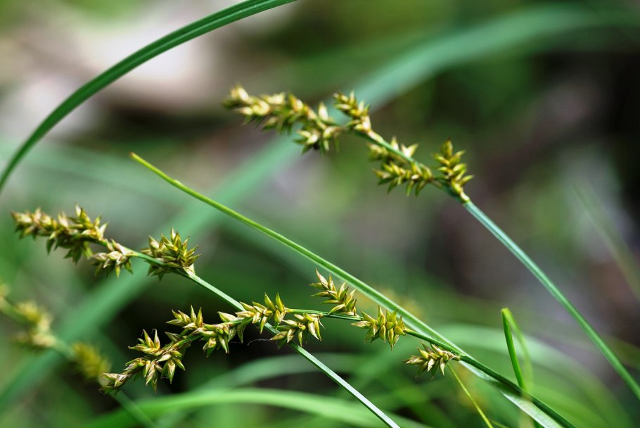 Carex elongata