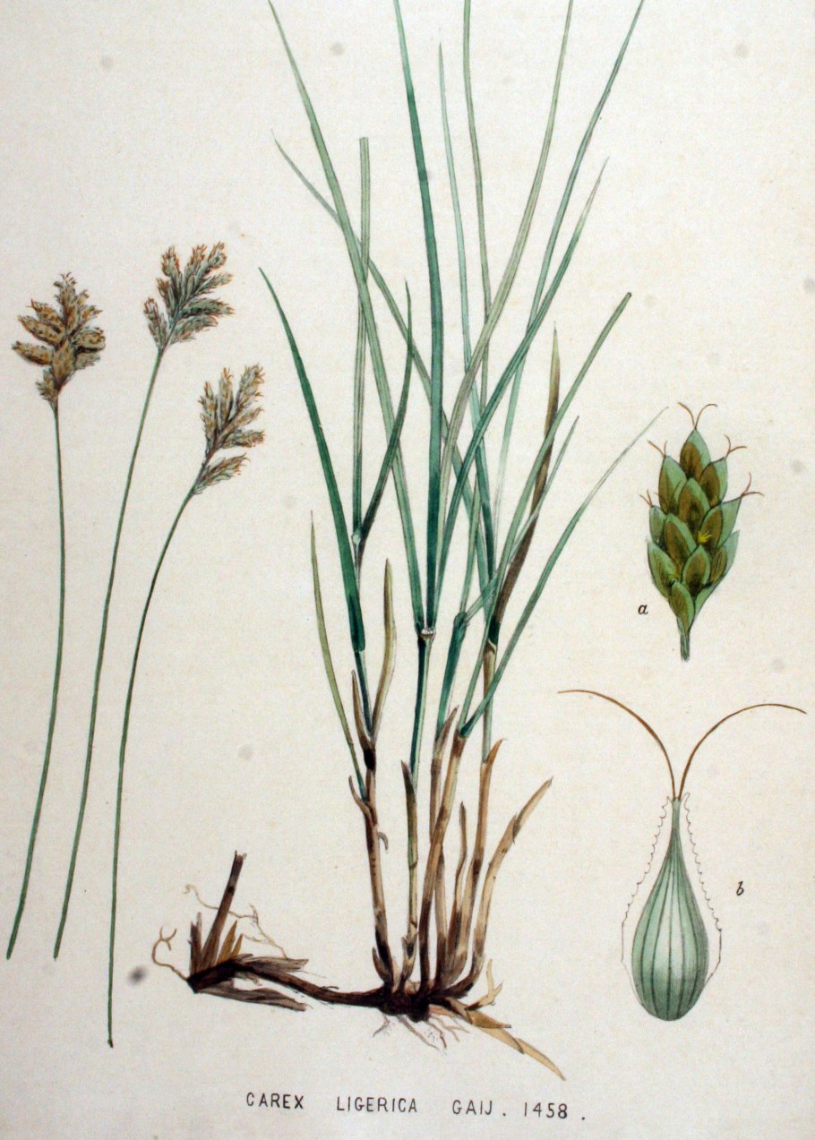 Осока ботаника