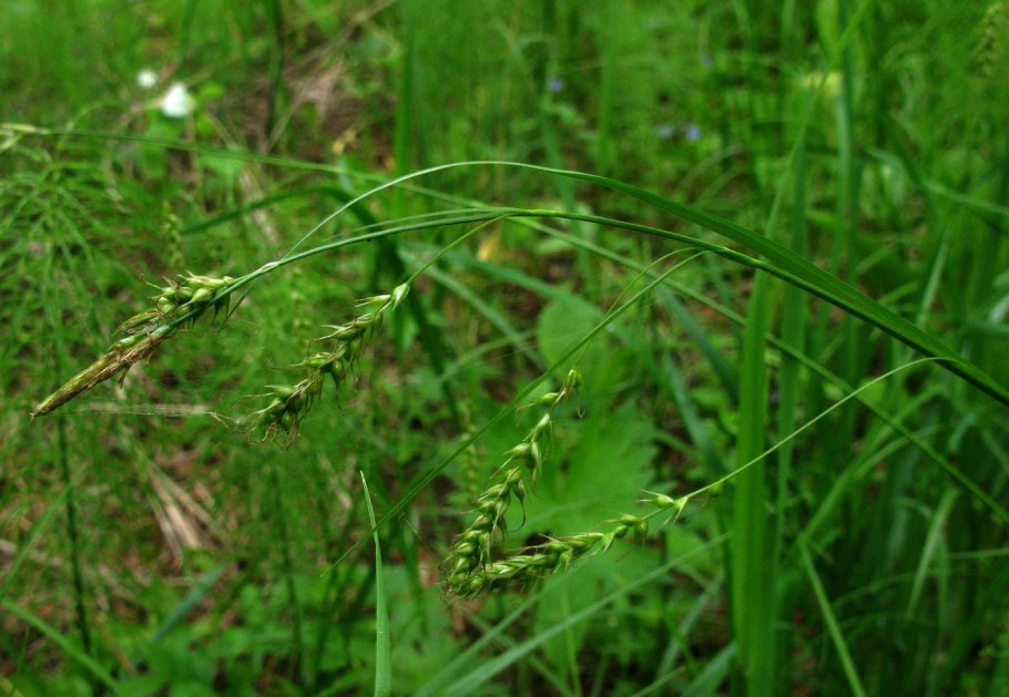 Осока Арнелла (Carex arnellii)
