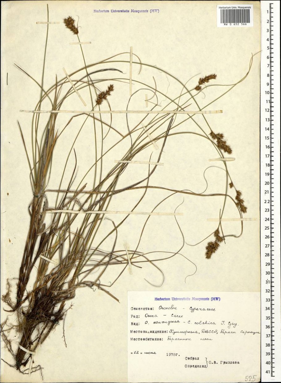 Осока Колхидская (лат. Carex colchica