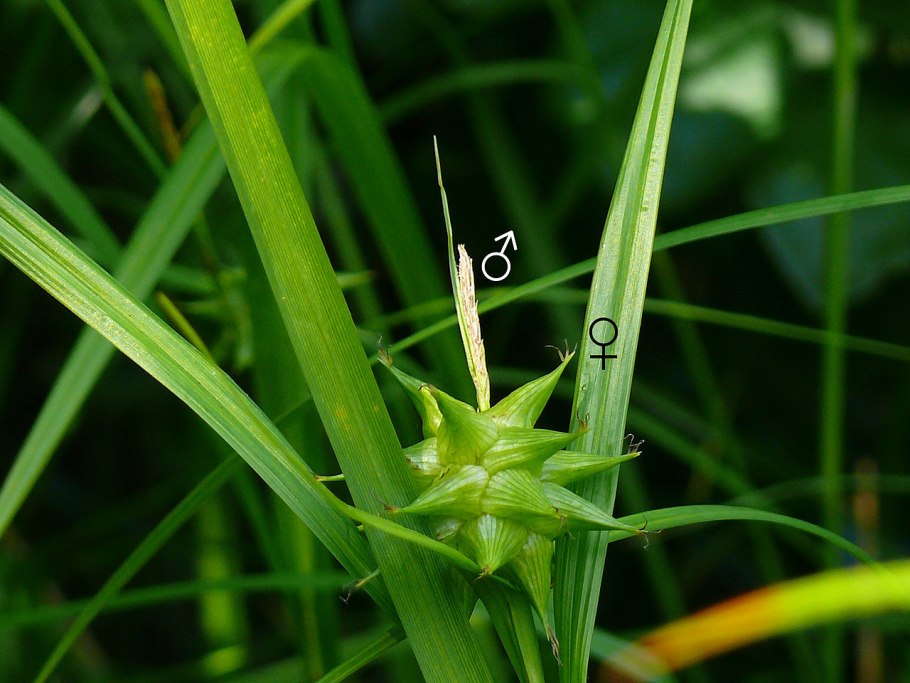 Осока теневая Carex umbrosa