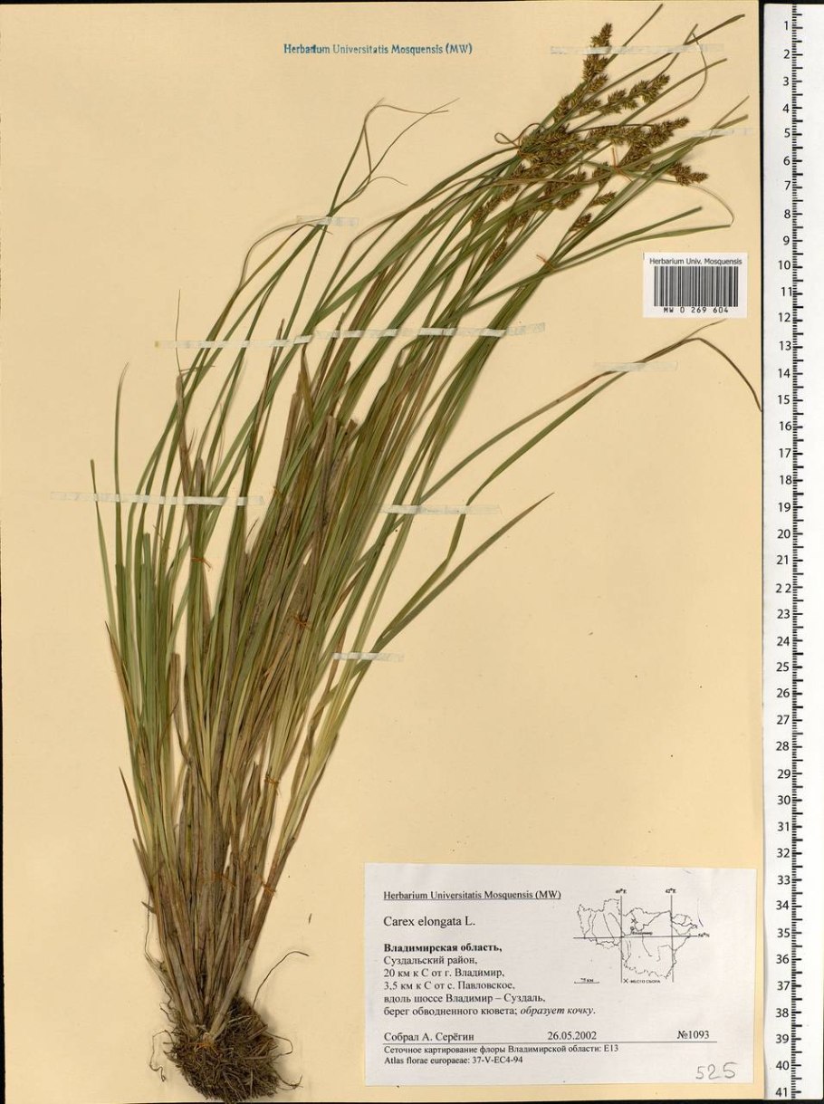 Осока удлиненная