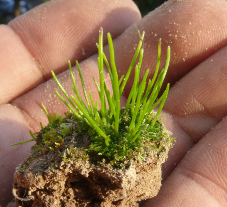 Hornworts