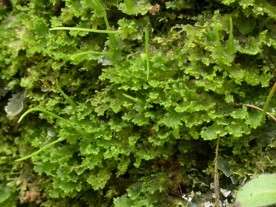 Anthoceros laevis