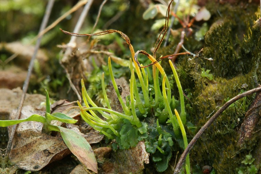 Phaeoceros carolinianus