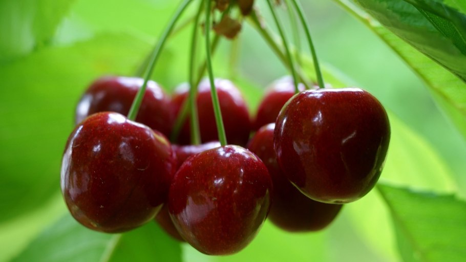 Вишня Любская дерево