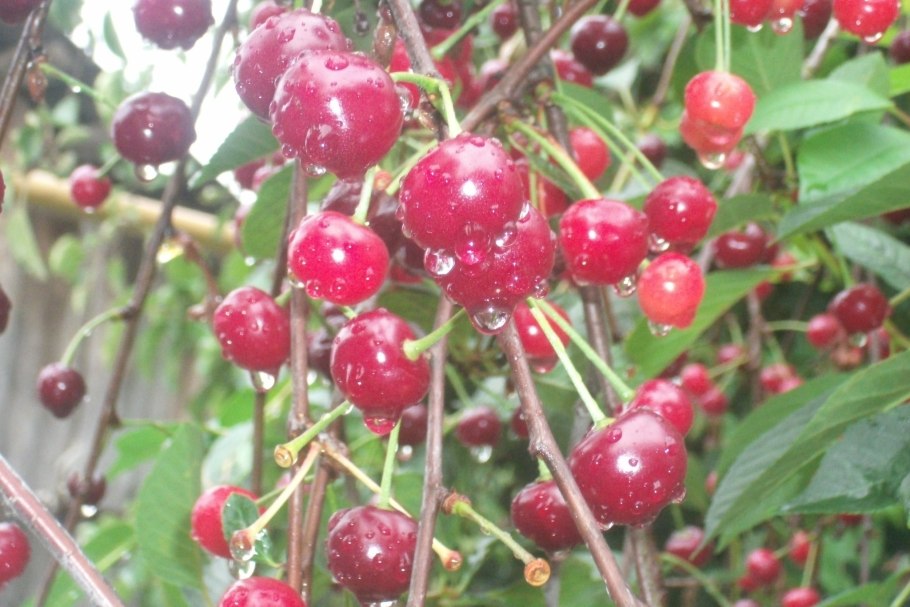 Вишня расплетка