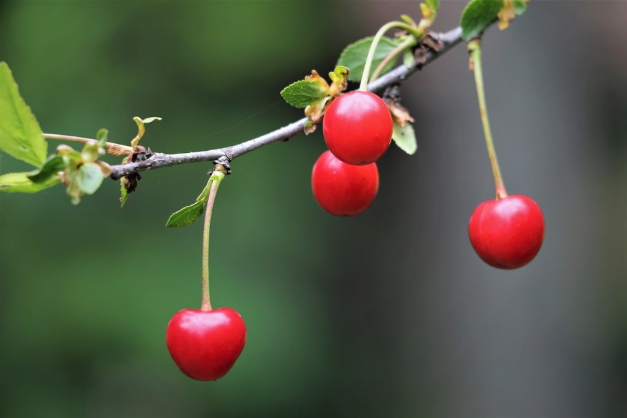 Зеленая вишня