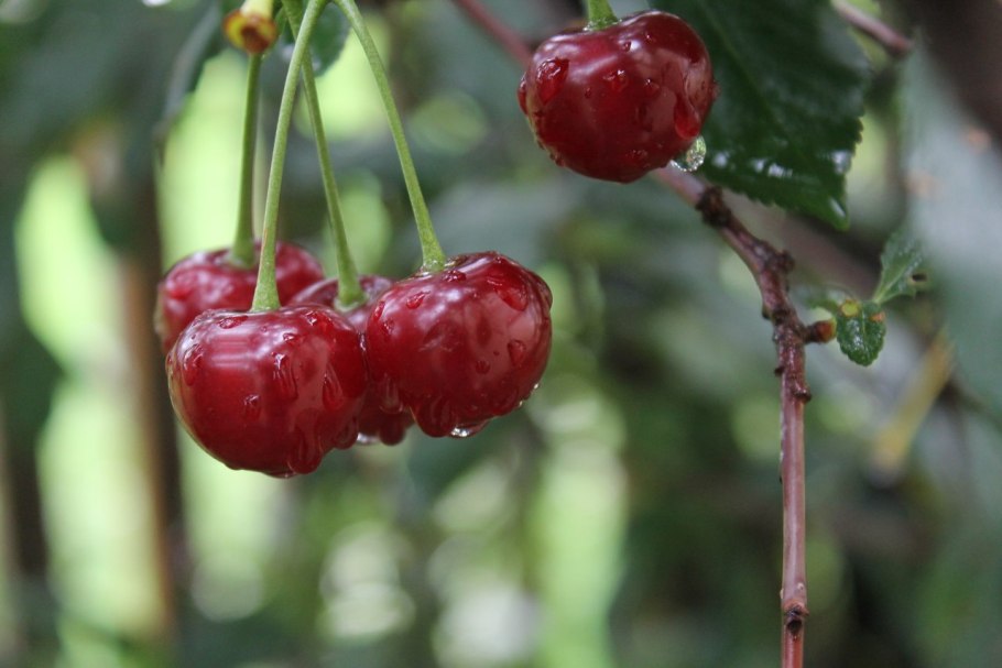 Вишня расплётка