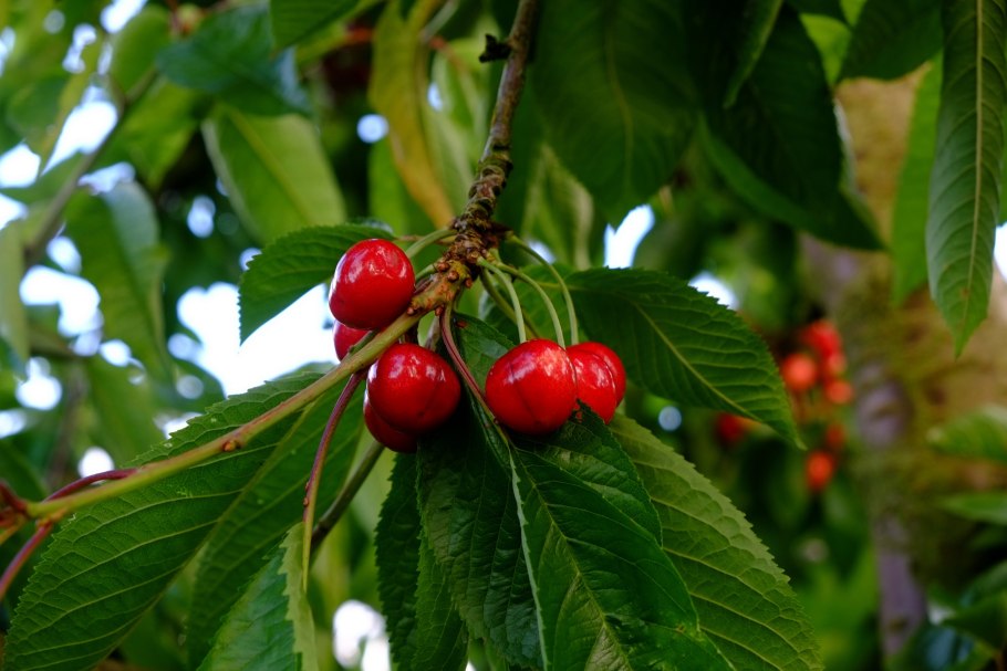 Сакура Дикая вишня дерево
